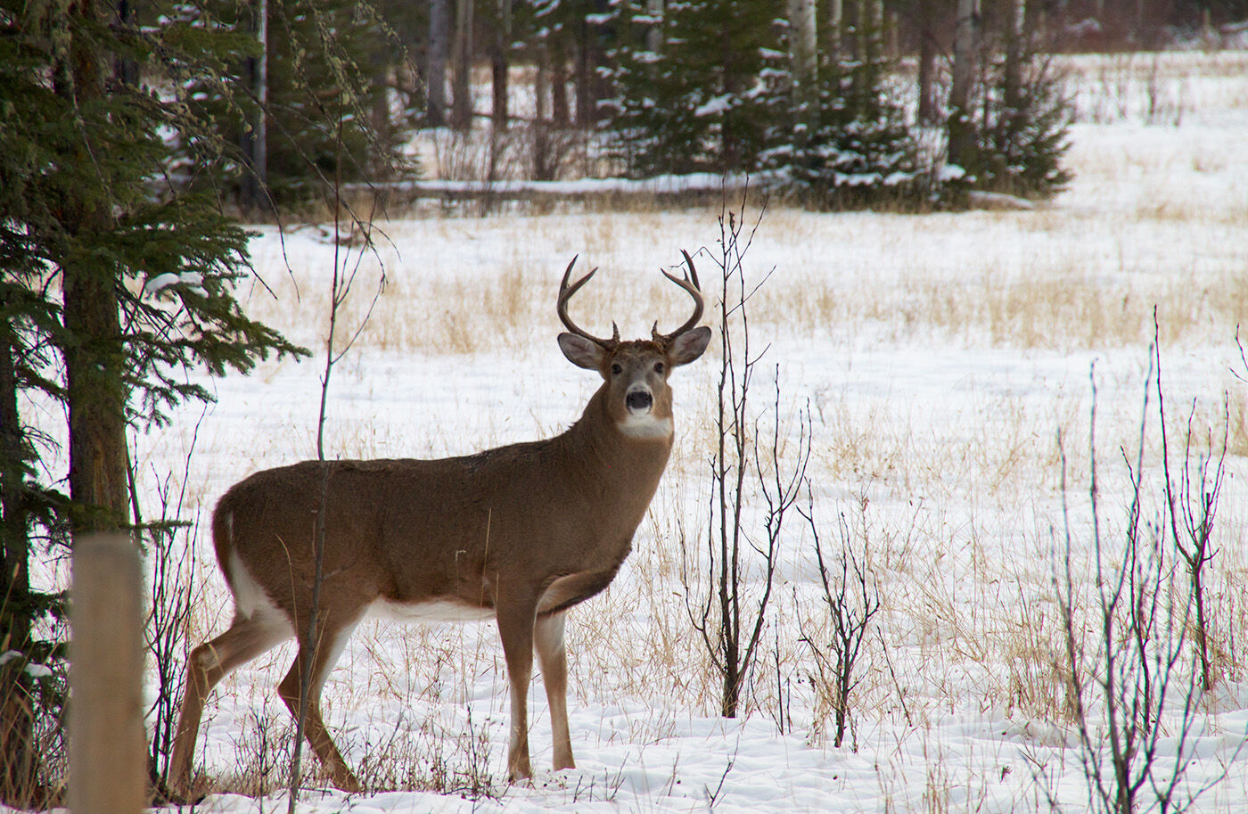 White-tailed deer in snow